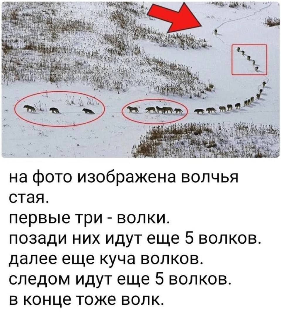 на фото изображена волчья стая.
первые три - волки.
позади них идут еще 5 волков.
далее еще куча волков.
следом идут еще 5 волков.
в конце тоже волк.