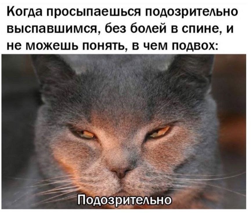 Когда просыпаешься подозрительно выспавшимся, без болей в спине, и не можешь понять, в чем подвох:
Подозрительно