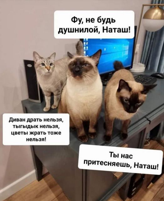 Фу, не будь душнилой, Наташ!
Диван драть нельзя, тыгыдык нельзя, цвета жрать тоже нельзя!
Ты нас притесняешь, Наташ!