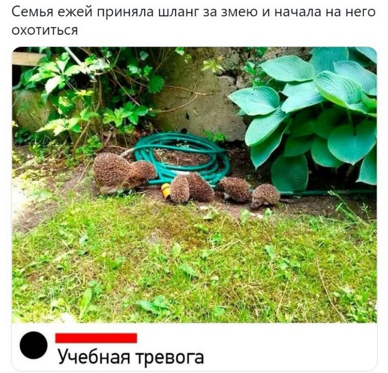 Семья ежей приняла шланг за змею и начала на него охотиться