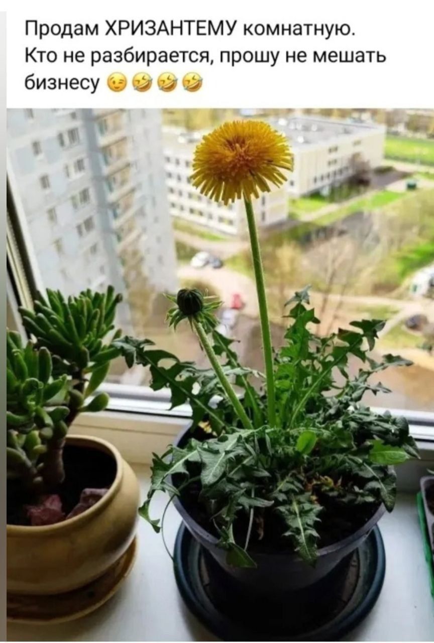 Продам ХРИЗАНТЕМУ комнатную. Кто не разбирается, прошу не мешать бизнесу 😘🤣🤣🤣