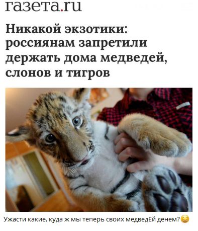 Никакой экзотики: россиянам запретили держать дома медведей, слонов и тигров. Ужас какие, куда ж мы теперь своих медведей денем?