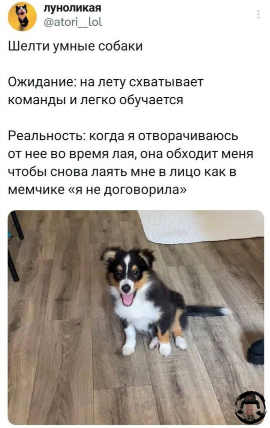 Шелти умные собаки
Ожидание: на лету схватывает команды и легко обучается
Реальность: когда я отворачиваюсь от нее во время лая, она обходит меня, чтобы снова лаять мне в лицо как в мемчике «я не договорила»