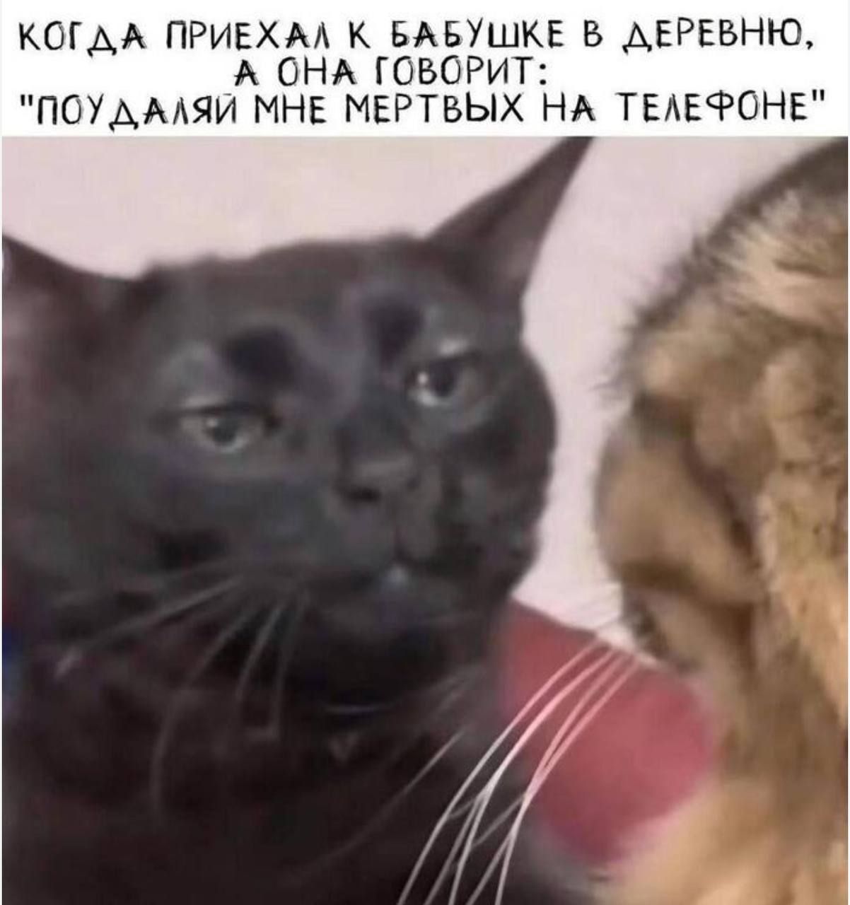 Когда приехал к бабушке в деревню, а она говорит: 
