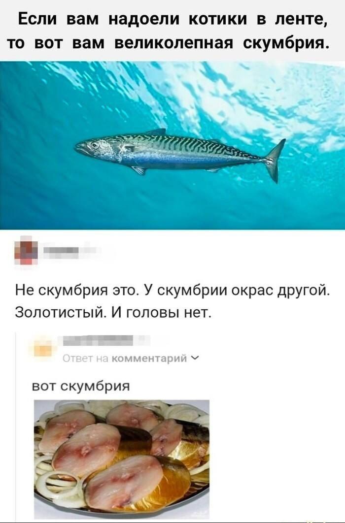 Если вам надоели котики в ленте, то вот вам великолепная скумбрия.
Не скумбрия это. У скумбрии окрас другой. Золотистый. И головы нет.
вот скумбрия.