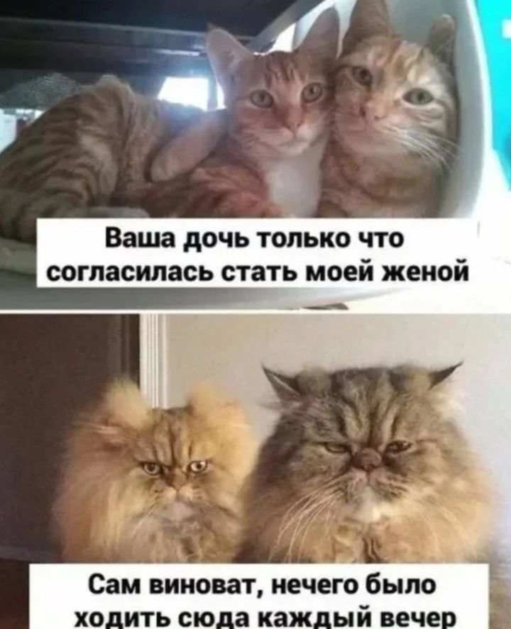 Ваша дочь только что согласилась стать моей женой
Сам виноват, нечего было ходить сюда каждый вечер