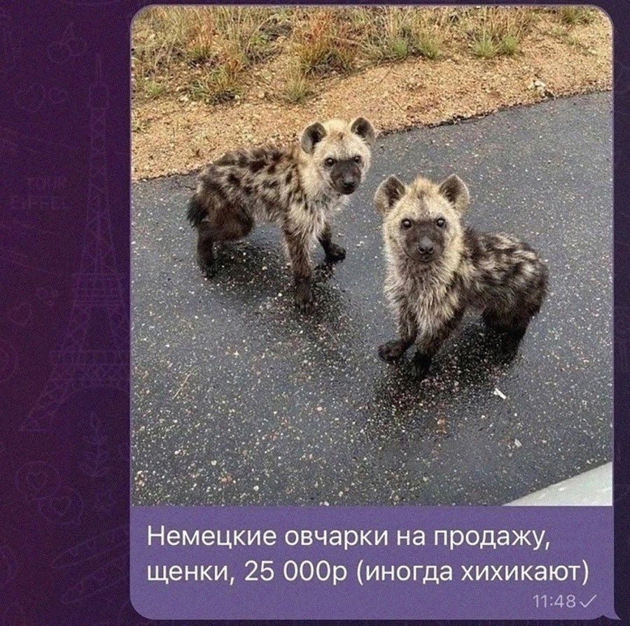 Немецкие овчарки на продажу, щенки, 25 000р (иногда хихикают)