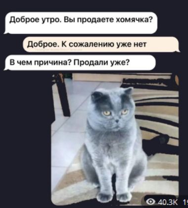 Доброе утро. Вы продаете хомячка?
Доброе. К сожалению уже нет.
В чем причина? Продали уже?