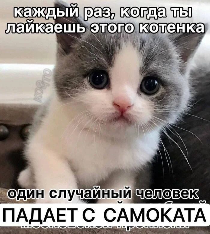 каждый раз, когда ты лайкаешь этого котенка один случайный человек падает с самолета