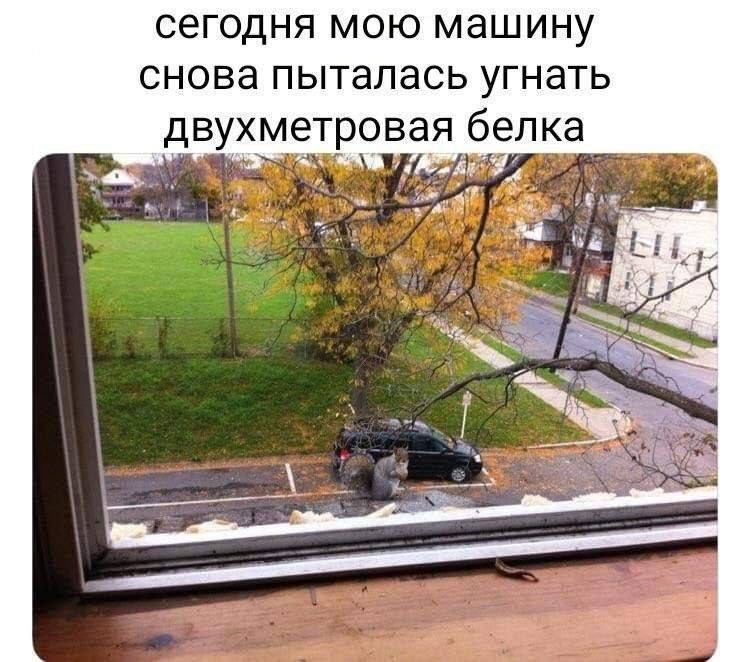 сегодня мою машину
снова пыталась угнать
двухметровая белка