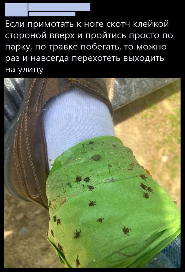 Если примотать к ноге скотчей клейкой стороной вверх и пройтись просто по парку, по травке побегать, то можно раз и навсегда переохотеть выходить на улицу