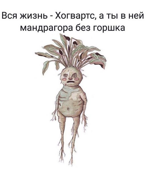 Вся жизнь - Хогвартс, а ты в ней мандрагора без горшка