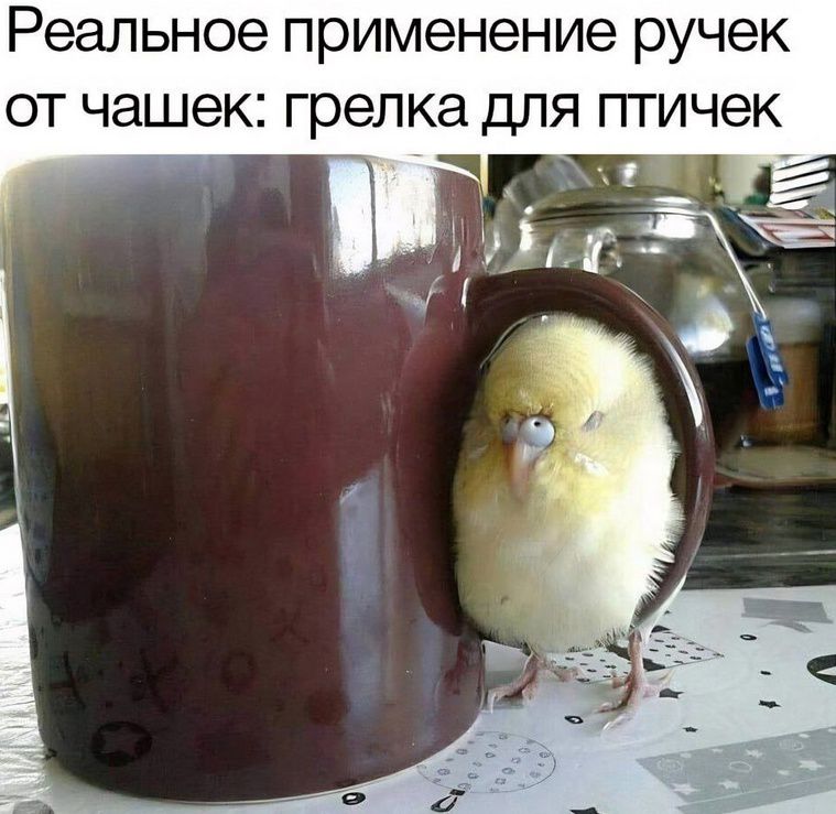 Реальное применение ручек от чашек: грелка для птичек