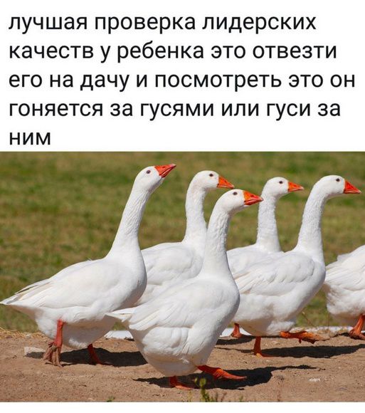 лучшая проверка лидерских качеств у ребенка это отвести его на дачу и посмотреть это он гоняется за гусями или гуси за ним
