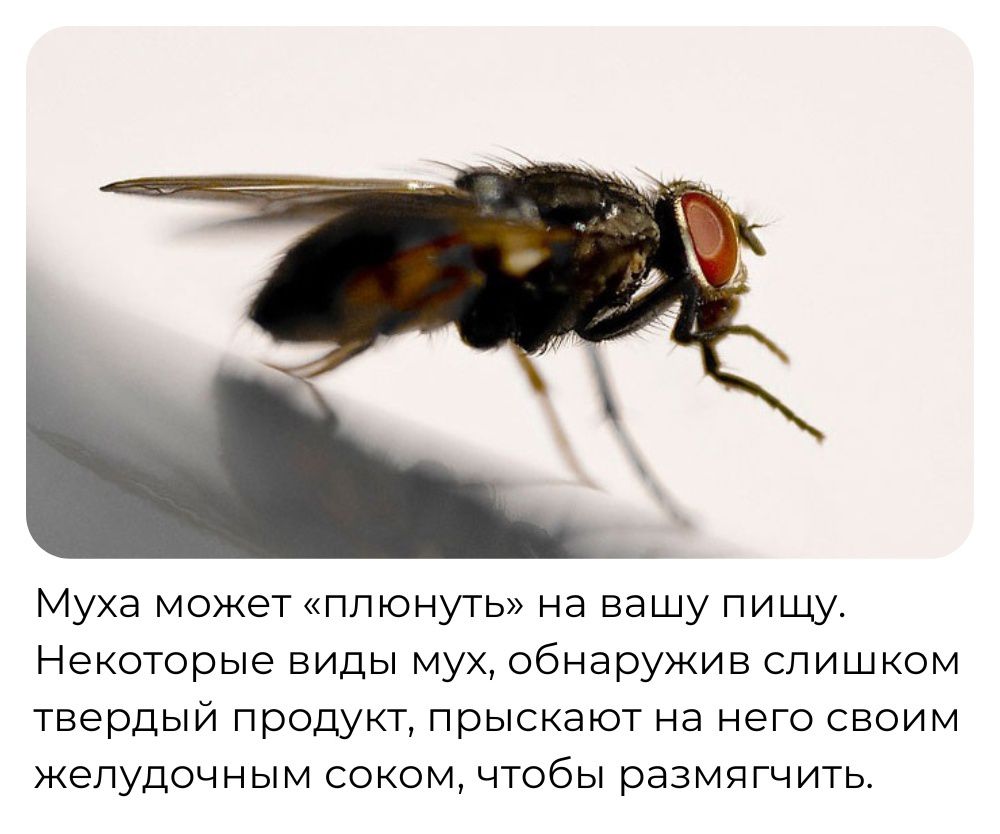 Муха может «плюнуть» на вашу пищу. Некоторые виды мух, обнаружив слишком твердый продукт, прыскают на него своим желудочным соком, чтобы размягчить.