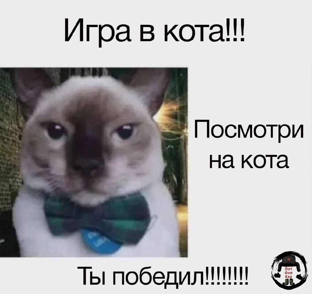 Игра в кота!!! Посмотри на кота Ты победил!!!!!!