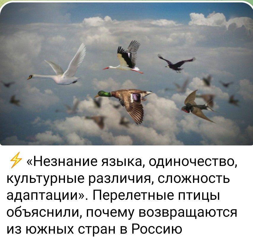 «Незнание языка, одиночество, культурные различия, сложность адаптации». Перелетные птицы объяснили, почему возвращаются из южных стран в Россию.