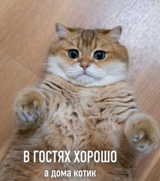 В гостях хорошо а дома котик
