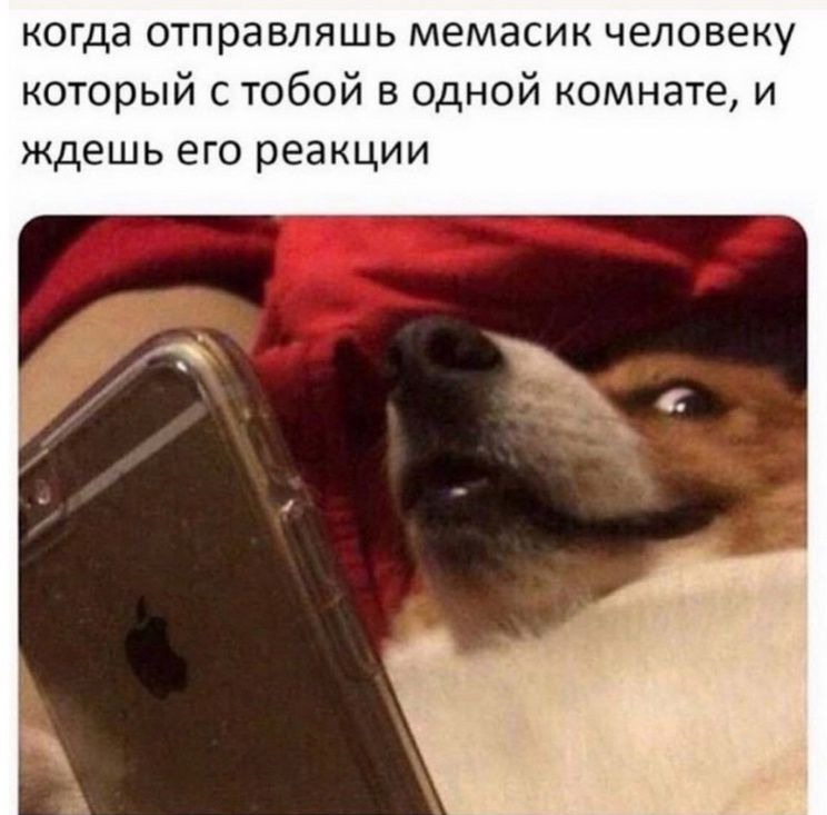 когда отправляешь мемасик человеку который с тобой в одной комнате, и ждешь его реакции
