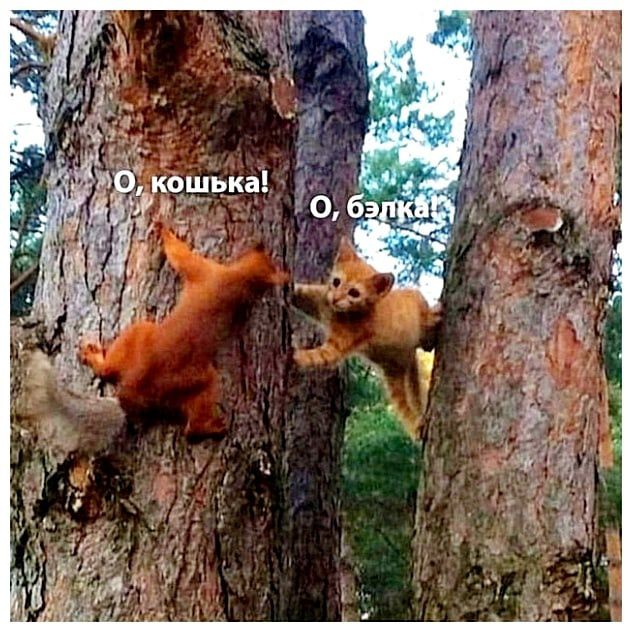 О, кошка! О, белка!