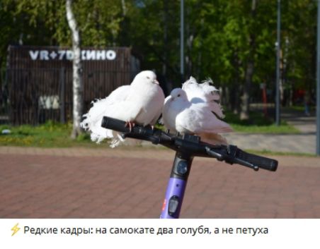 Редкие кадры: на самокате два голубя, а не петуха