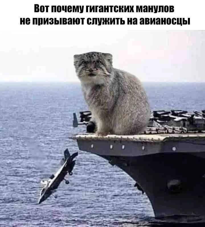 Вот почему гигантских манулов не призывают служить на авиат носцы
