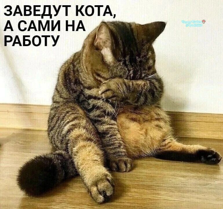 Заведут кота, а сами на работу