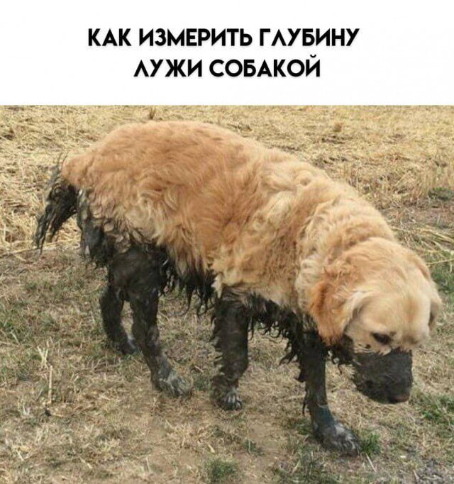 КАК ИЗМЕРИТЬ ГЛУБИНУ ЛУЖИ СОБАКОЙ