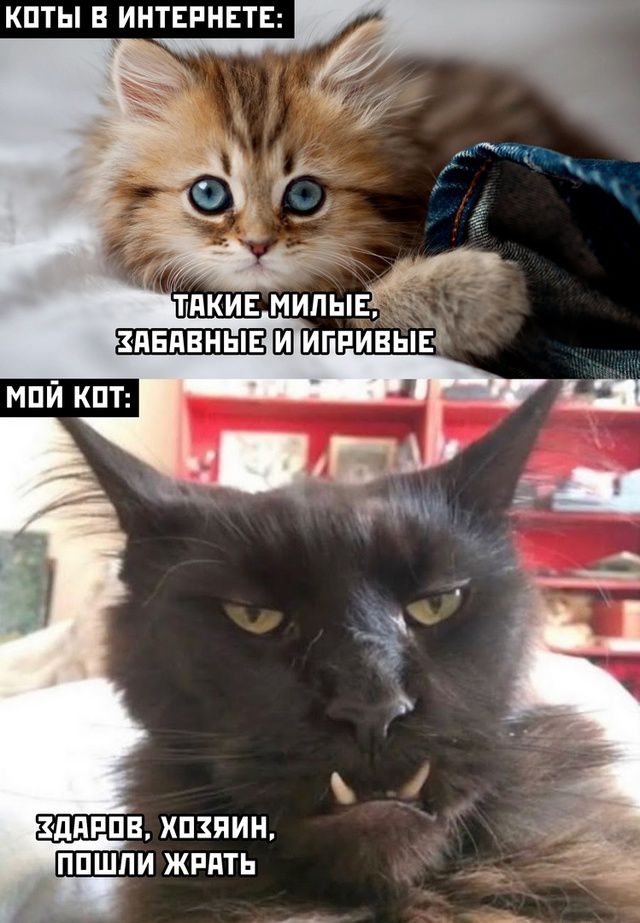 Коты в интернете: такие милые, забавные и игривые
Мой кот: здаров, хозяин, пошли жрать