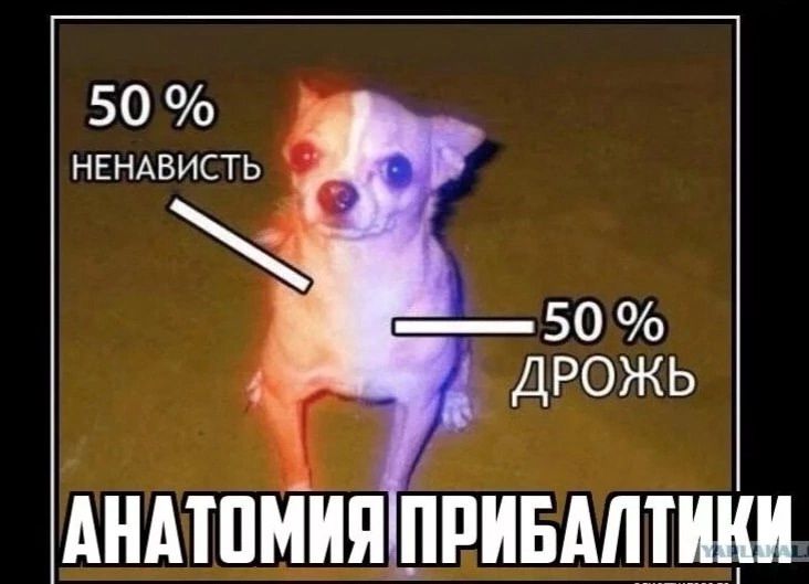 50 % НЕНАВИСТЬ
50 % ДРОЖЬ
АНАТОМИЯ ПРИБАЛТИКИ