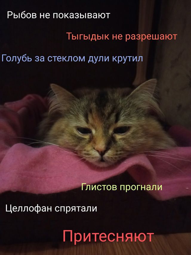 Рыбов не показывают
Тыгыдык не разрешают
Голубь за стеклом дули крутили
Глистов прогнали
Целлофан спрятали
Притесняют