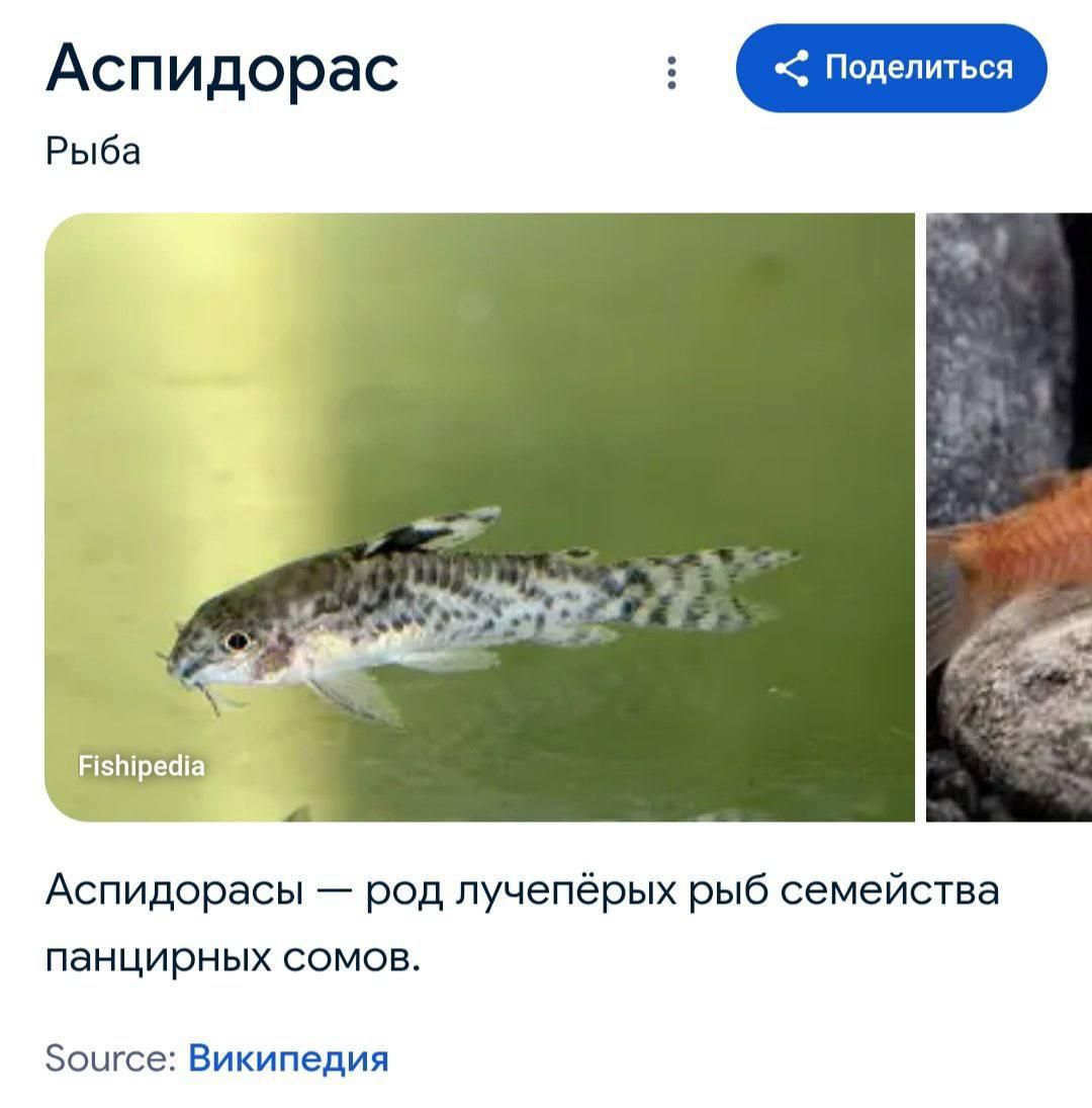 Аспидорас — род лучепёрых рыб семейства панцирных сомов.
