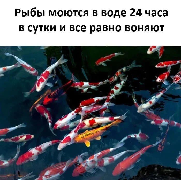 Рыбы моются в воде 24 часа в сутки и всё равно воняют
