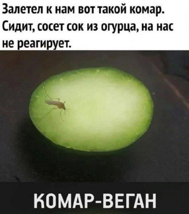Залетел к нам вот такой комар. Сидит, сосет сок из огурца, на нас не реагирует.
КОМАР-ВЕГАН