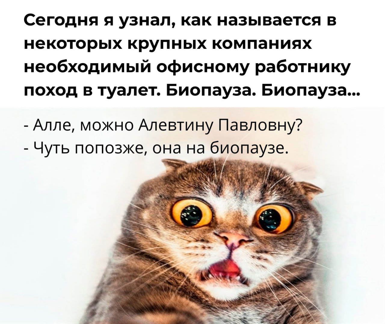 Сегодня я узнал, как называется в некоторых крупных компаниях необходимый офисному работнику поход в туалет. Биопауза. Биопауза...

- Алле, можно Алетину Павловну?
- Чуть попозже, она на биопаузе.