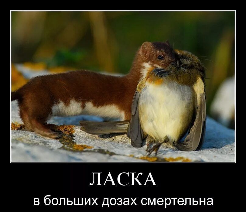 ЛАСКА
в больших дозах смертельна