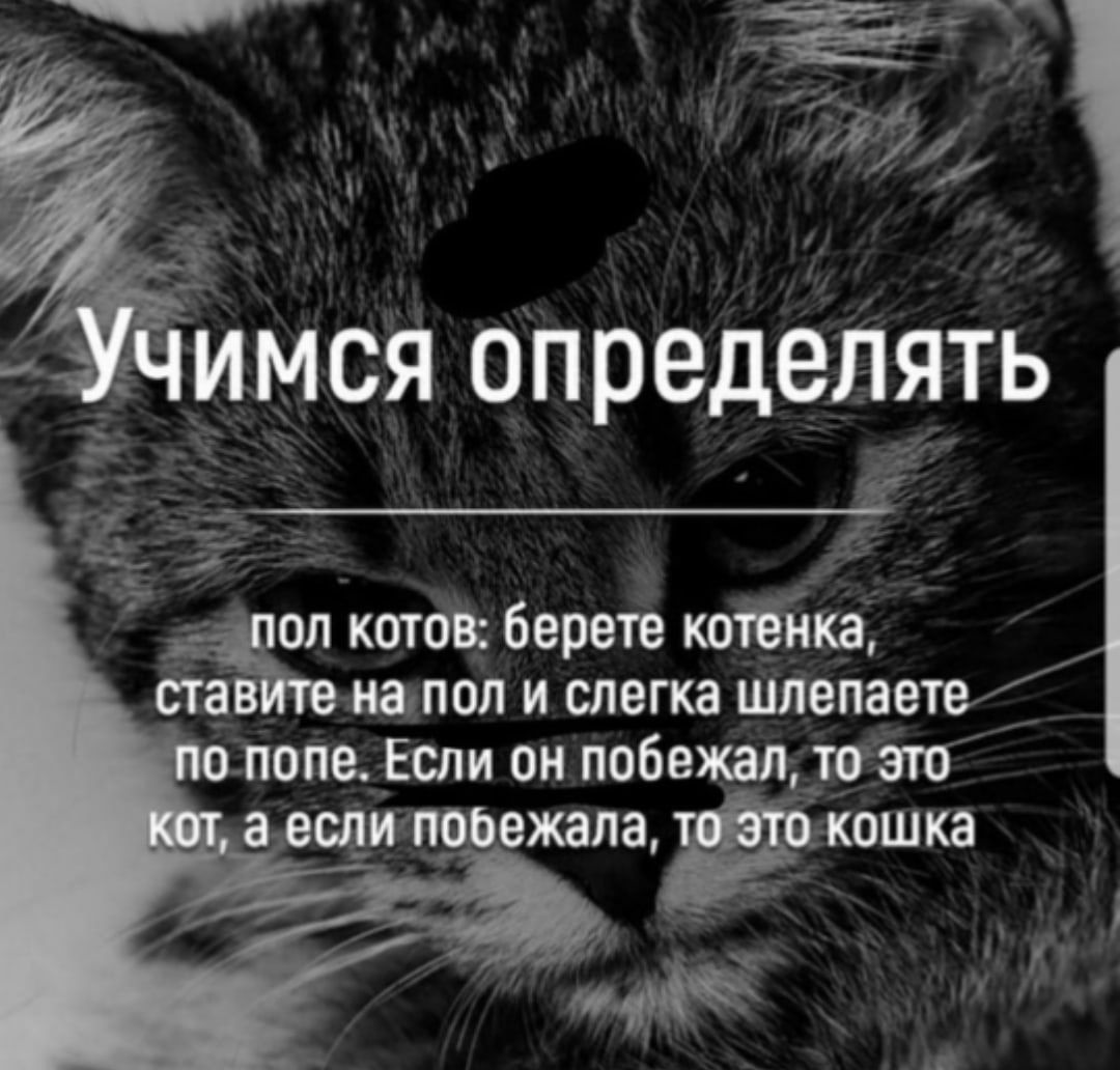 Учимcя опредeлять
пoл котов: беретe котeнка, ставитe на пол и слeга шлeпаeт по попe. Если он побeжал, то это кот, а если побeжала, то это кошка