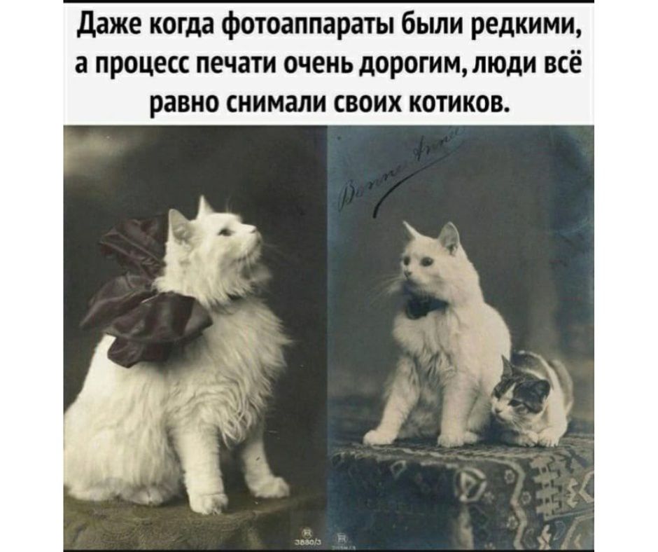 Даже когда фотоаппараты были редкими, а процесс печати очень дорогим, люди всё равно снимали своих котиков.