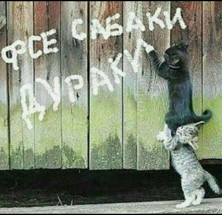 Все собаки дураки