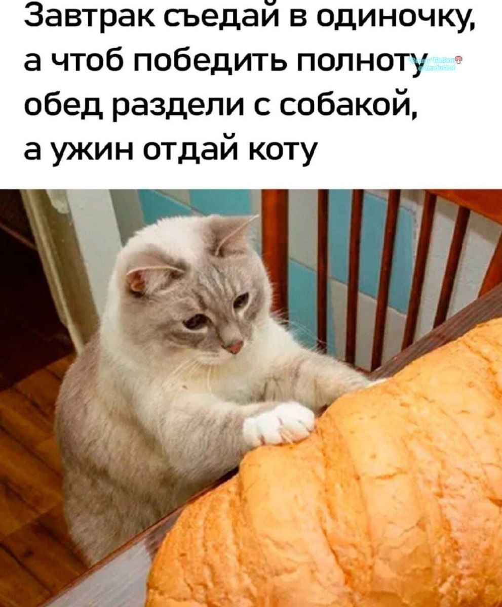 Завтрак съедай в одиночку, а чтоб победить полноту, обед раздели с собакой, а ужин отдай коту