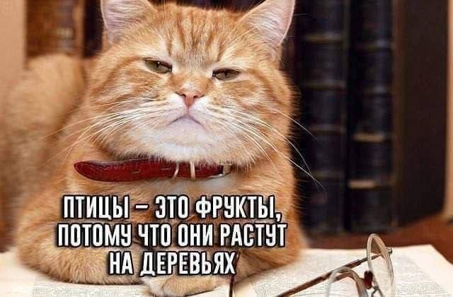 ПТИЦЫ – ЭТО ФРУКТЫ, ПОТОМУ ЧТО ОНИ РАСТУТ НА ДЕРЕВЬЯХ
