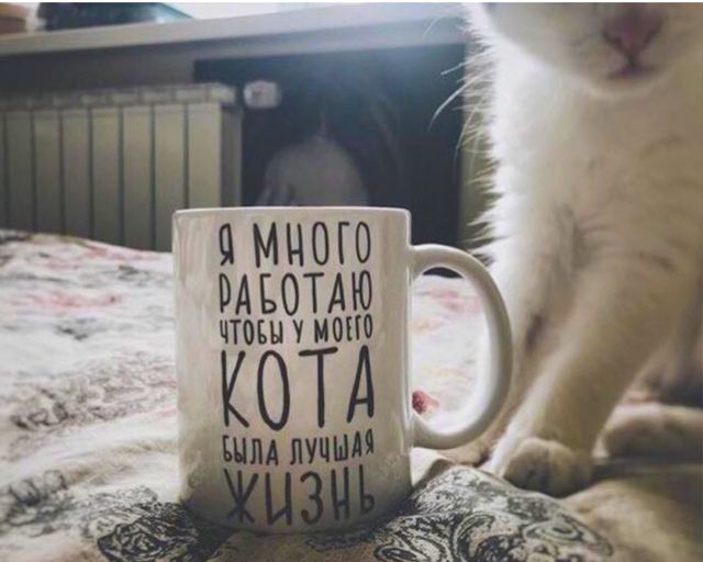 Я много работаю, чтобы у моего кота была лучшая жизнь
