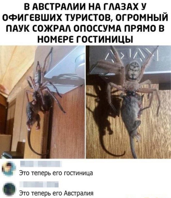 В АВСТРАЛИИ НА ГЛАЗАХ У ОФИГЕВШИХ ТУРИСТОВ, ОГРОМНЫЙ ПАУК СОЖРАЛ ОПОССУМА ПРЯМО В НОМЕРЕ ГОСТИНИЦЫ

Это теперь его гостиница

Это теперь его Австралия