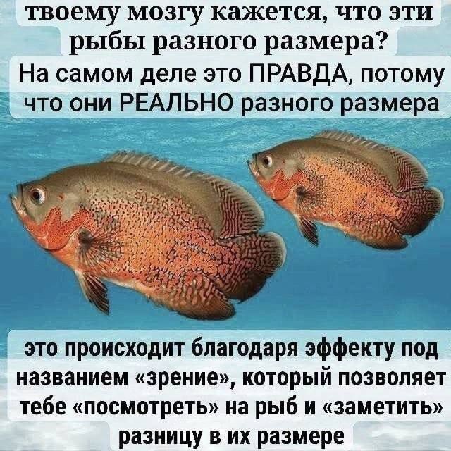 твоему мозгу может казаться, что эти рыбы разного размера? На самом деле это ПРАВДА, потому что они РЕАЛЬНО разного размера
это происходит благодаря эффекту под названием 