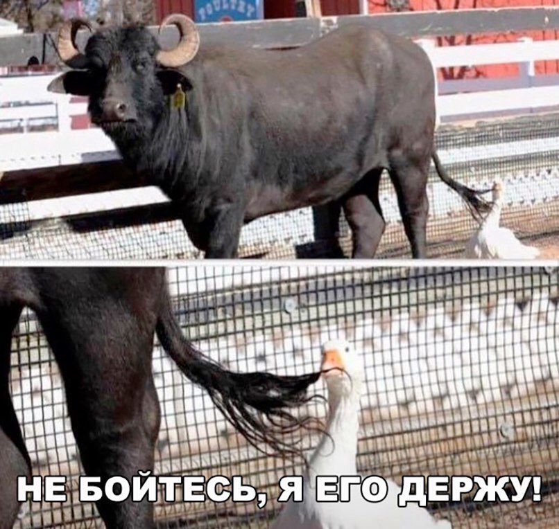 НЕ БОЙТЕСЬ, Я ЕГО ДЕРЖУ!