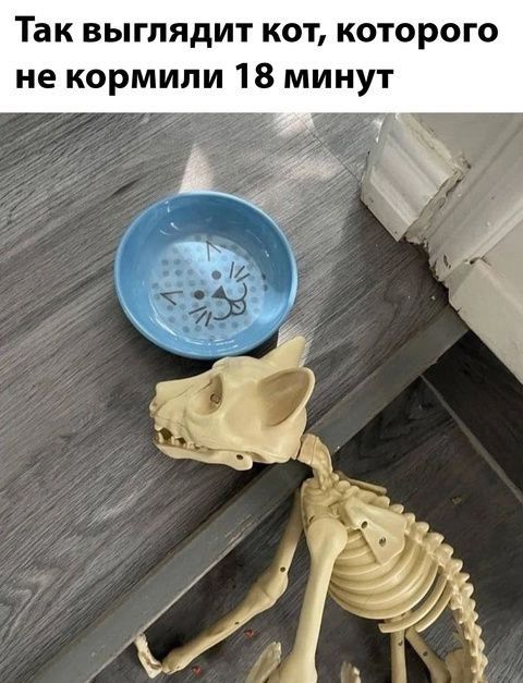 Так выглядит кот, которого не кормили 18 минут