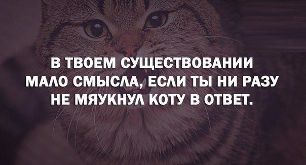 В твоем существовании мало смысла, если ты ни разу не мяукнул коту в ответ.