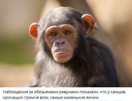 Наблюдения за обезьянами-ревунами показали, что у самцов, кричащих громче всех, самые маленькие яички.