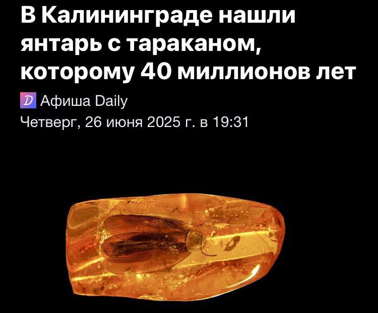 В Калининграде нашли янтарь с тараканом, которому 40 миллионов лет
Афиша Daily
Четверг, 26 июня 2025 г. в 19:31
