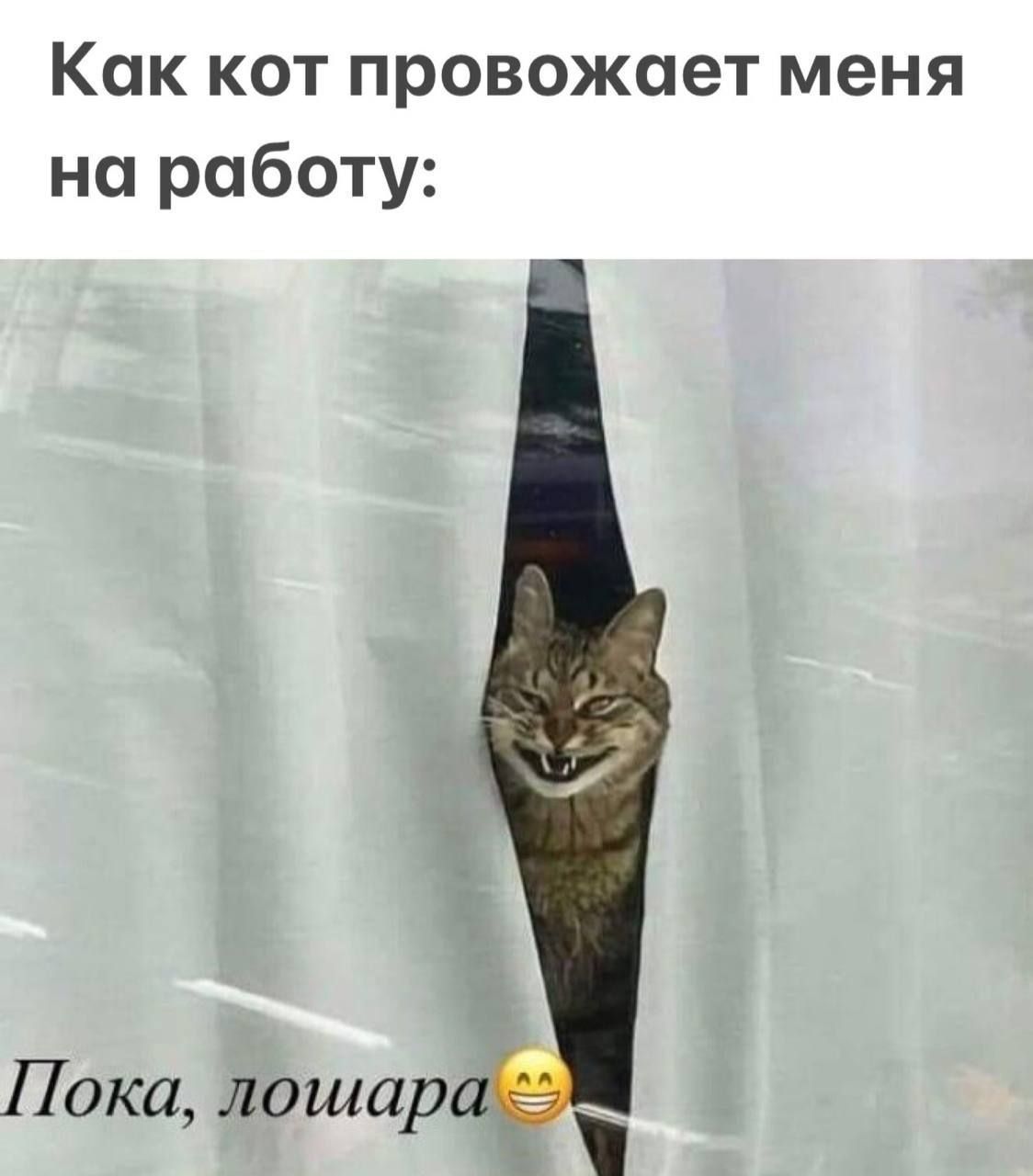 Как кот провожает меня на работу:
Пока, лошара😄